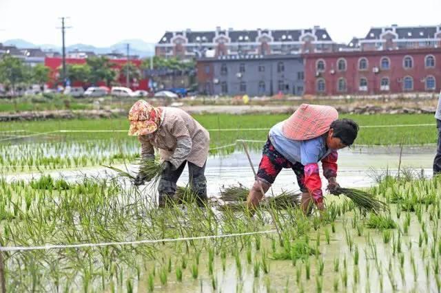低成本小生意都有哪些（在农村月收入过万的几个小生意）-欧乐副业网