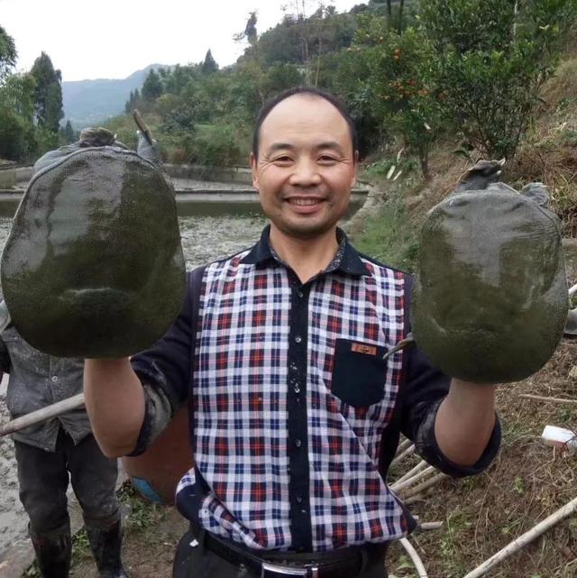 回农村养鳖年收入百万（未来养殖业什么最赚钱农村）-欧乐副业网